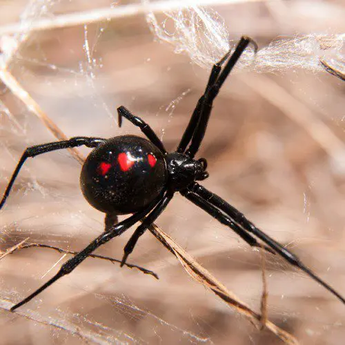 A black widow spider with red spots on its body.