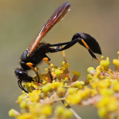 HD photo of a Mud Dauber