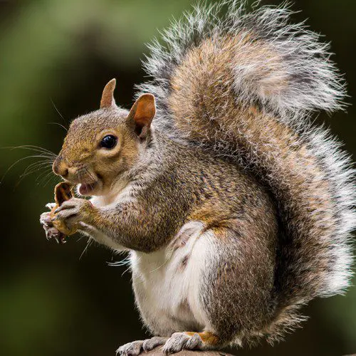 A squirrel is eating a piece of food.
