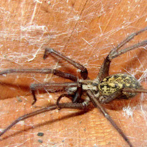 A large spider sitting on a wooden surface.