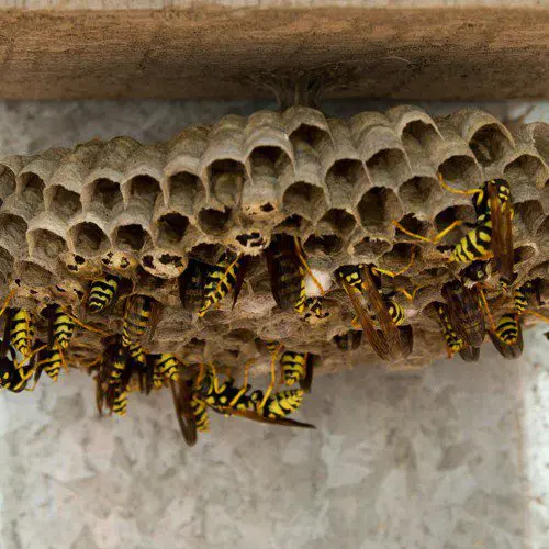 Paper Wasp Nest up-close