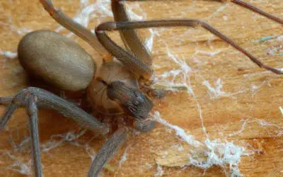 Pest Prevention Tips: Seal, Reduce, and Maintain for a Pest-Free Home in Fenton