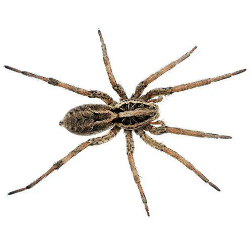 A spider on a white background.