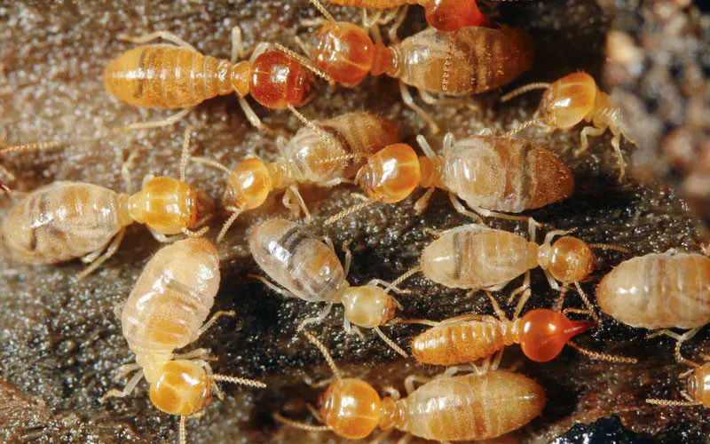 A group of brown and orange termites on a rock.