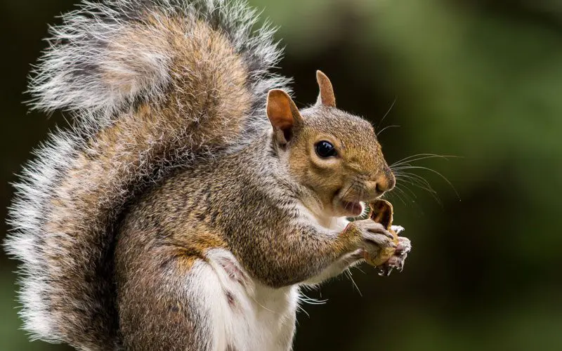 A squirrel is eating a piece of food.