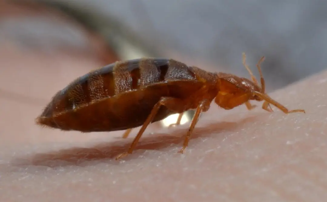 Don’t Let the Bed Bugs Bite!