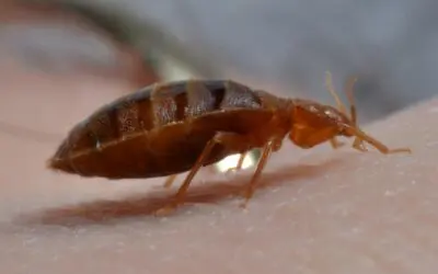Don’t Let the Bed Bugs Bite!