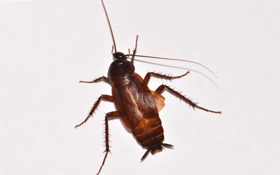 A brown cockroach on a white surface.