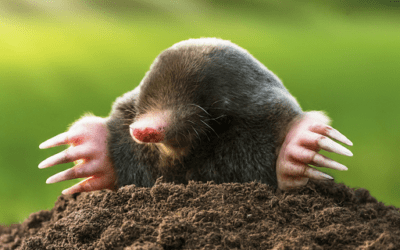 Mole Management 101: Expert Advice for Keeping Your Yard Mole-Free
