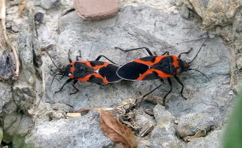 Two red and black insects on a rock.