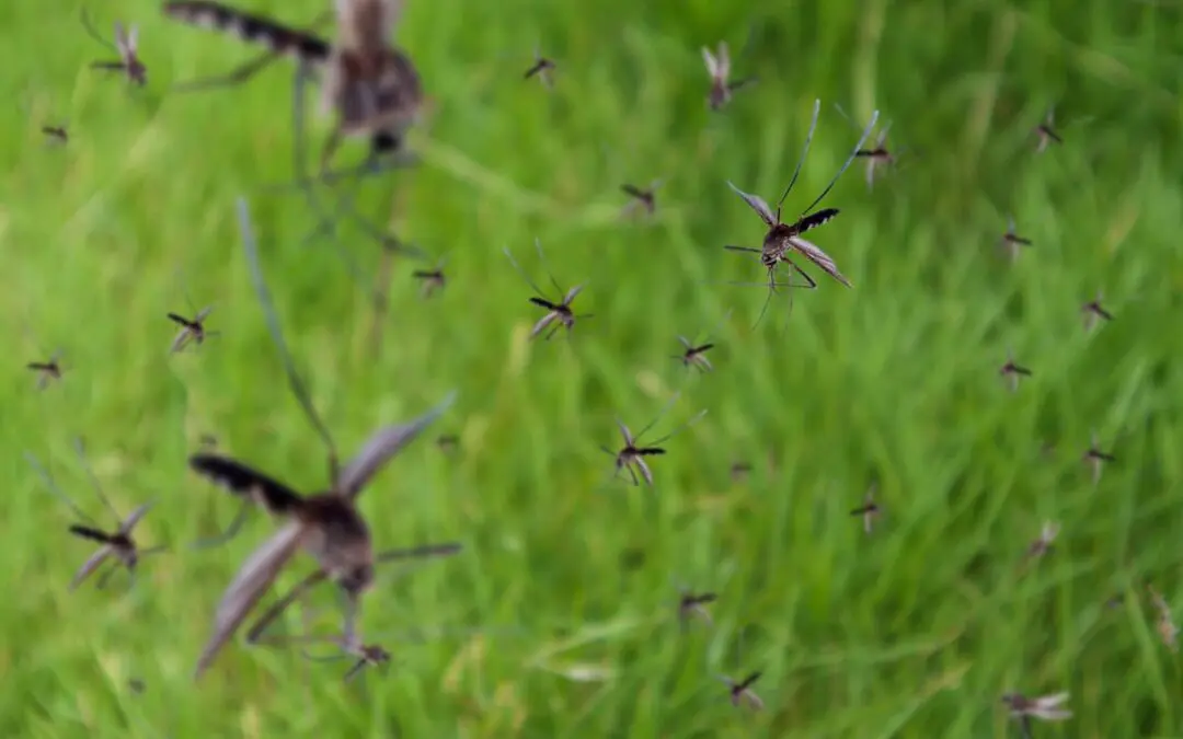 Many mosquitos flying in green grass.