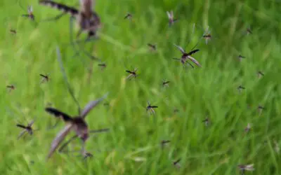 The Essential Guide to Preventative Yard Treatments for Effective Mosquito Control
