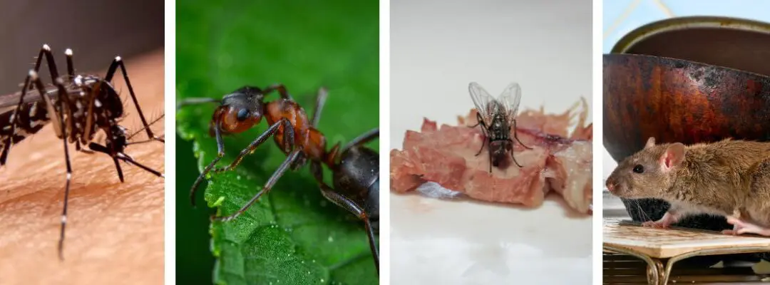 A collage of common household pests.