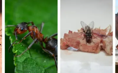 The Ultimate Guide to Pest Control and Rodent Control: Say Goodbye to Unwanted Visitors