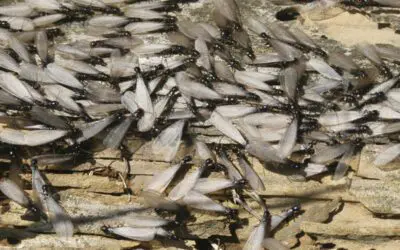 Beware the Swarm: Navigating Subterranean Termite Season in St. Louis, MO