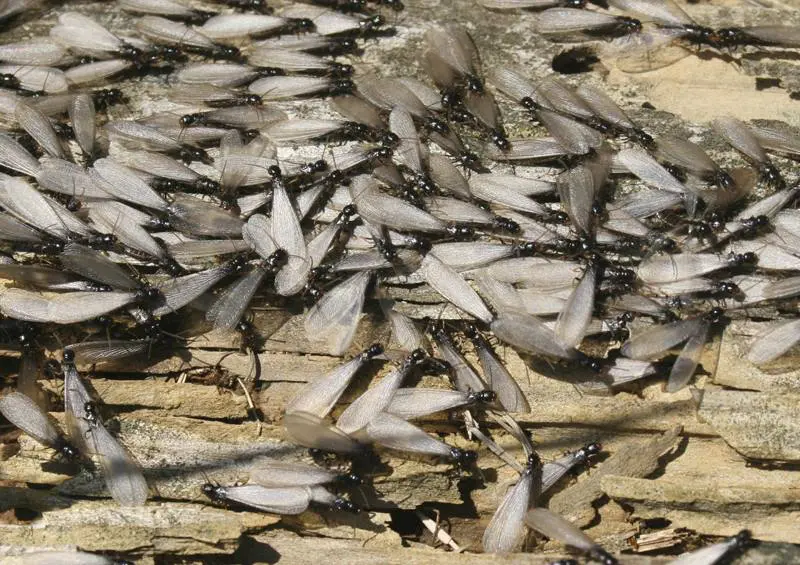 Close-up of flying termites on wood.