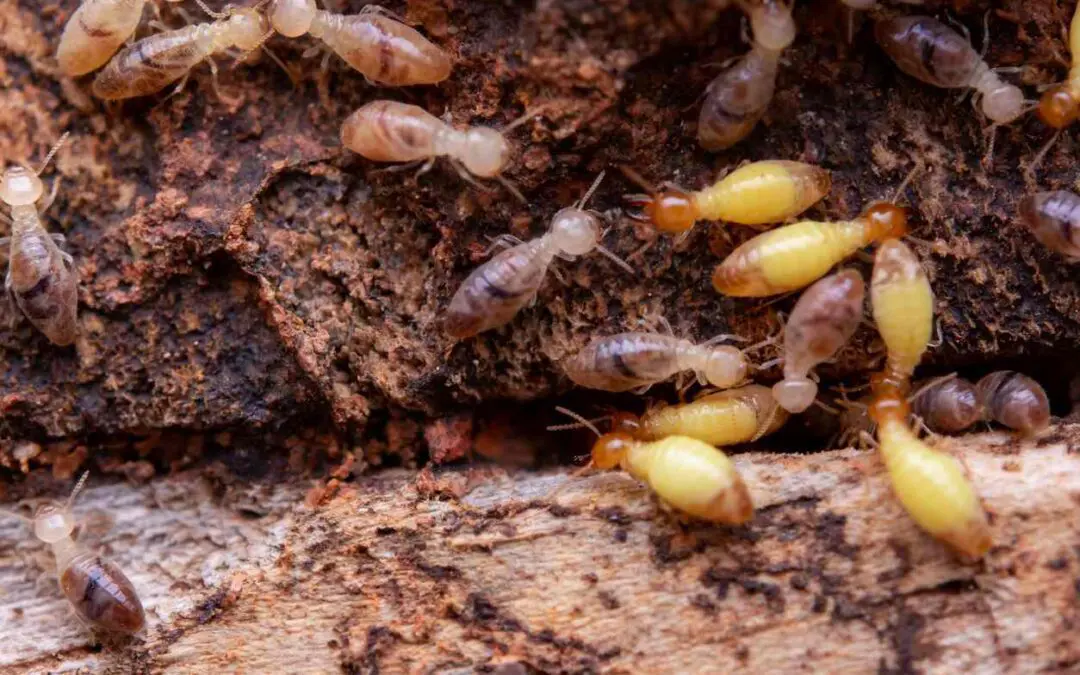 Termites crawling on wood surface.