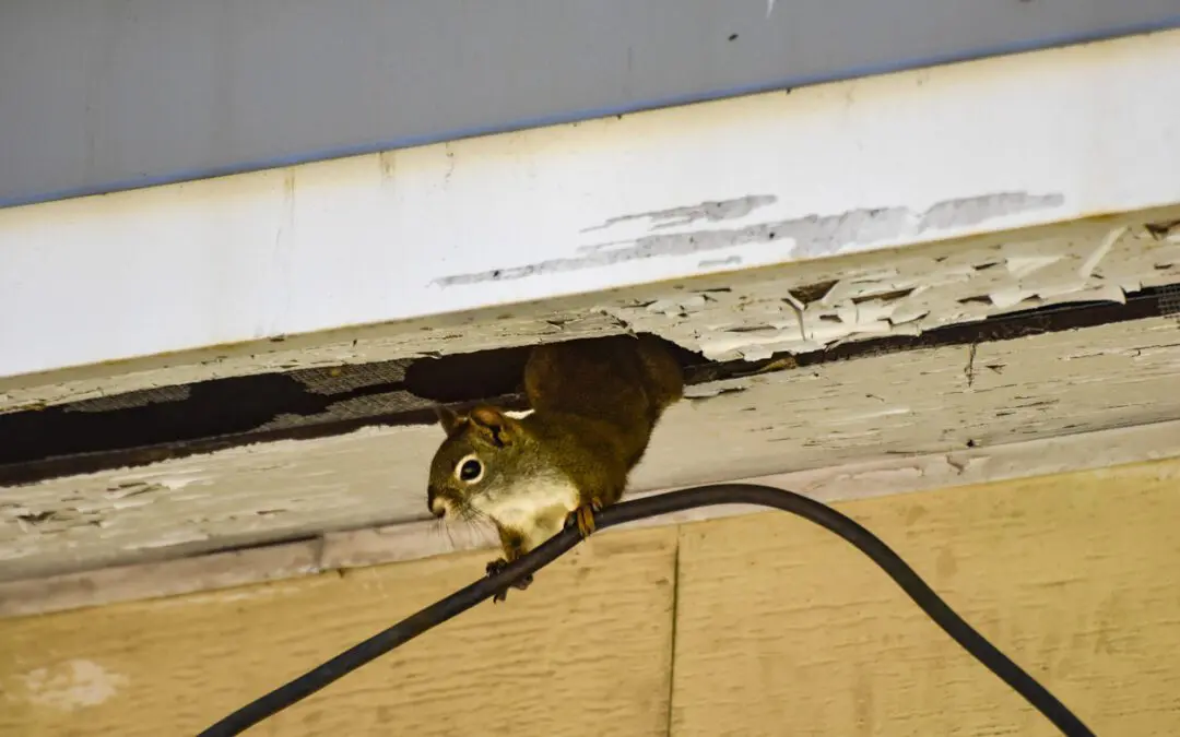 Squirrel peeking from under eaves.