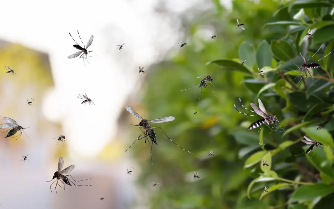 Mosquito Season is Coming: What You Need to Do and Know