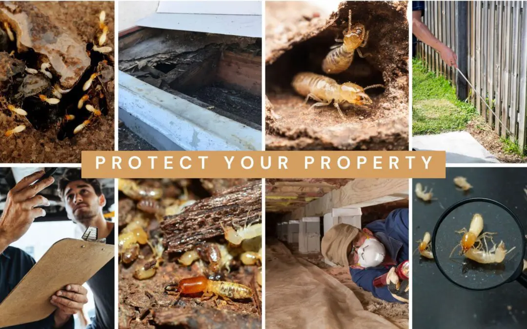 Collage of termite infestation signs and professional inspection services for St. Louis homes.