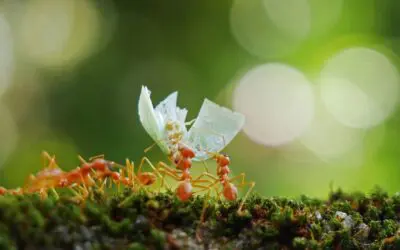 Ant Invasion in St. Louis: Identifying and Dealing with Common Ant Species