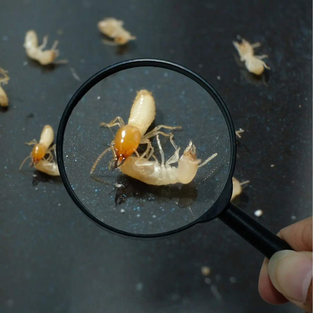 Termite queen magnified, revealing detail of a primary pest in St. Louis.