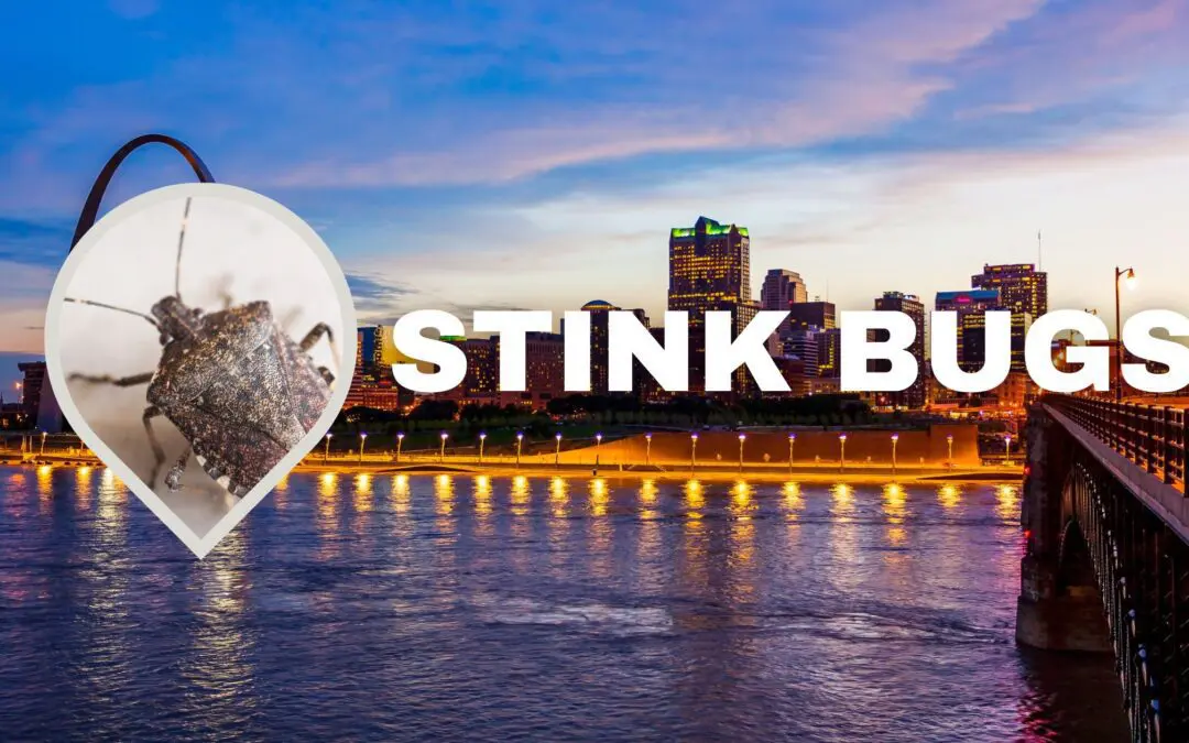 Stink bugs in St. Louis at dusk.