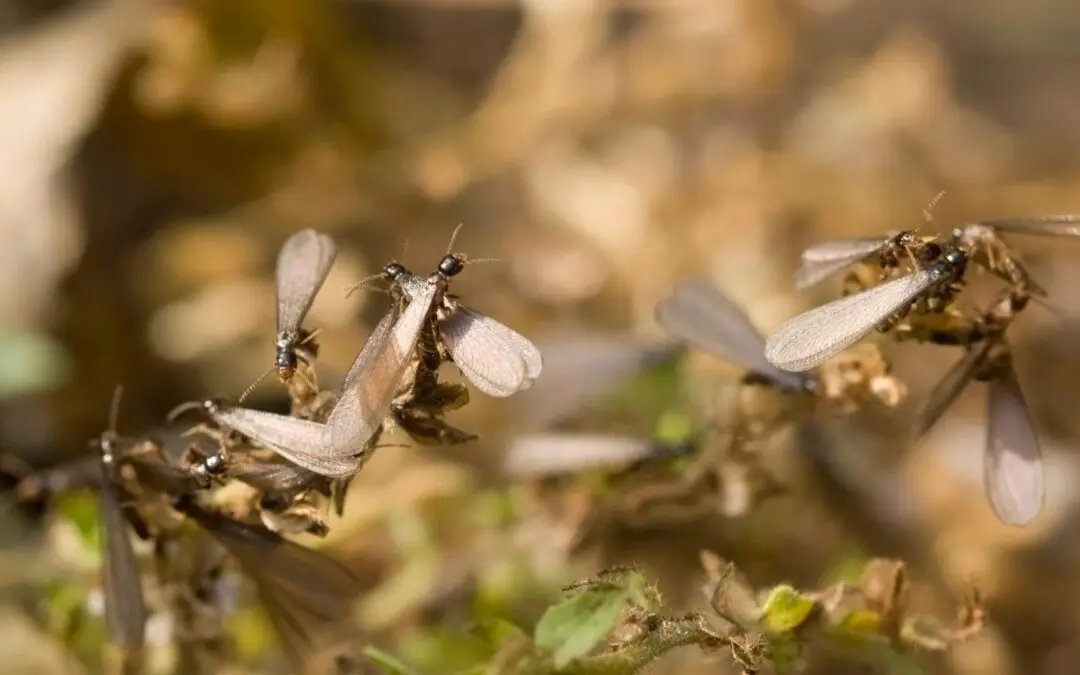 Close up of termites on a stem.
