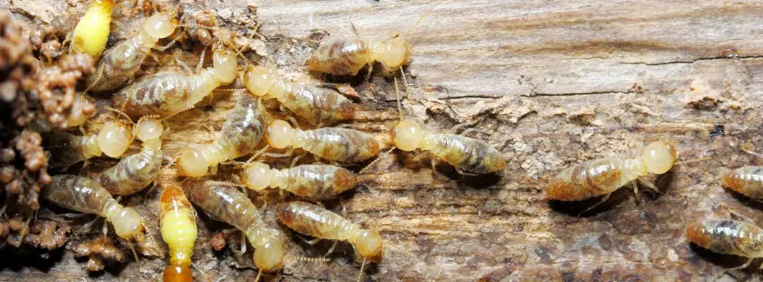 Termites crawling on wood surface.