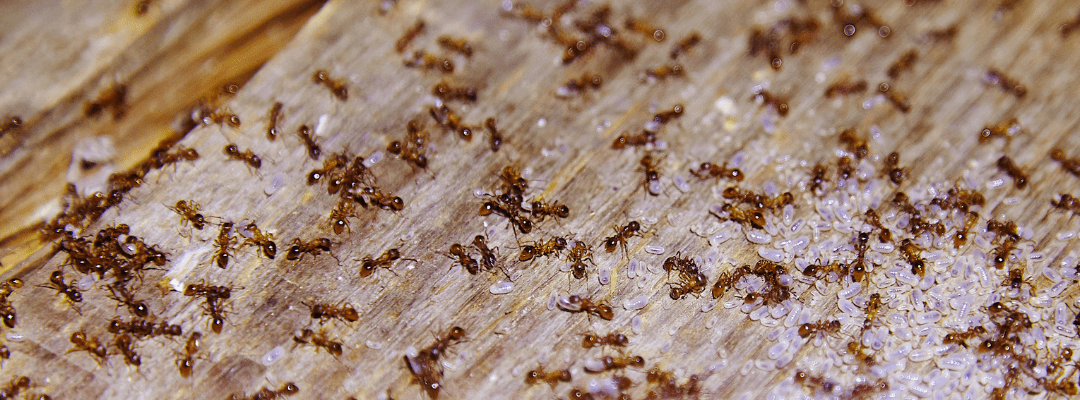 10 Ways to Prevent Ants From Taking Over Your Kitchen