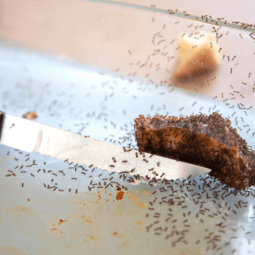 Ants on a knife with food in the kitchen sink
