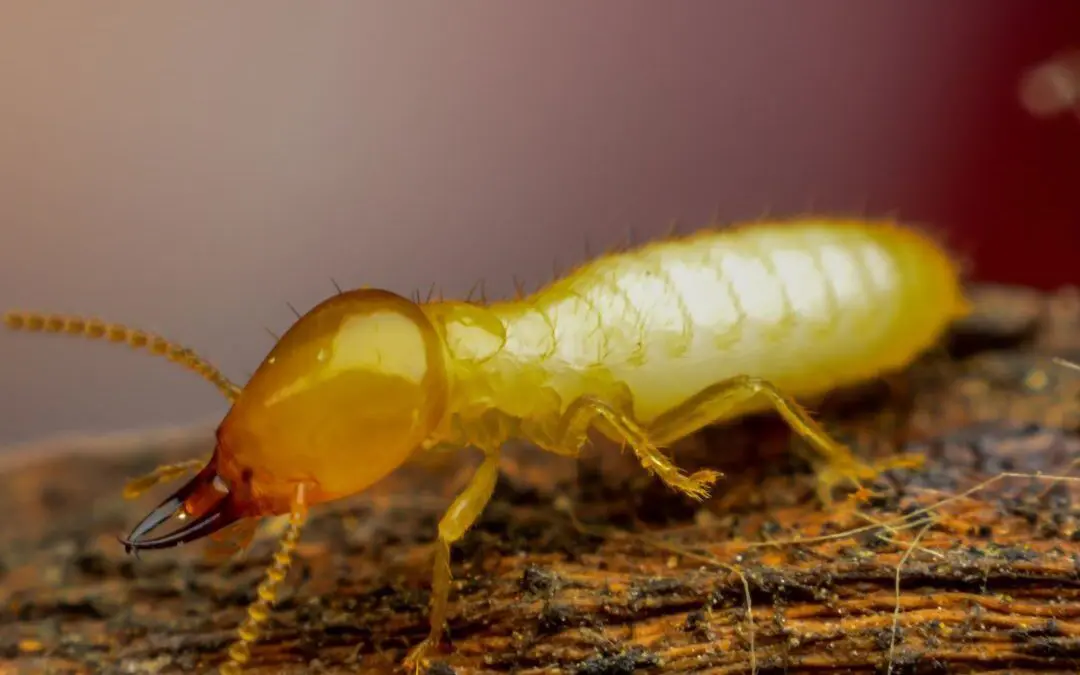 Close-up of a yellow termite on wood.