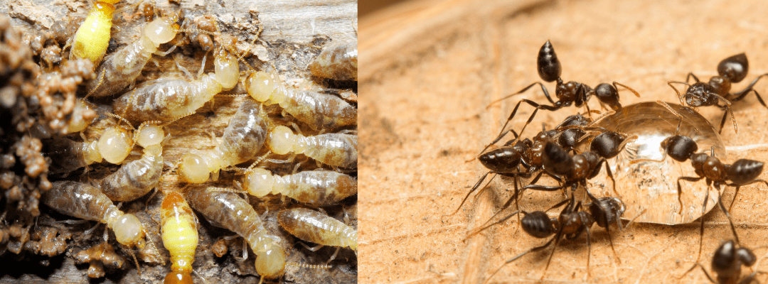 Termites and ants on wood surface.