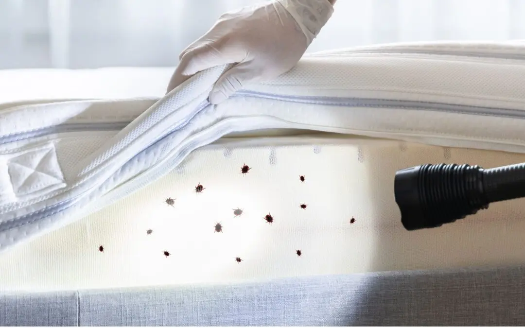 Ultimate Guide to Identifying and Getting Rid of Bed Bugs: Effective Strategies and Solutions