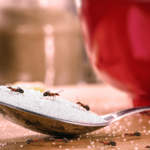 Ants on a spoon with sugar