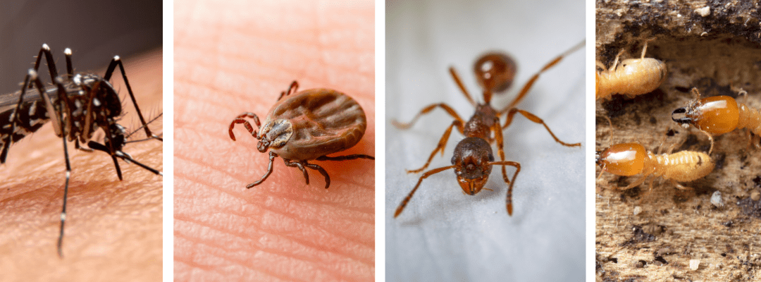 Close-up of mosquito, tick, ant, and termites.