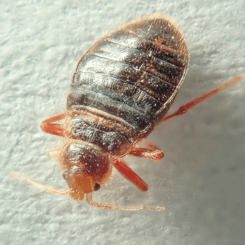 A close-up of a bed bug.