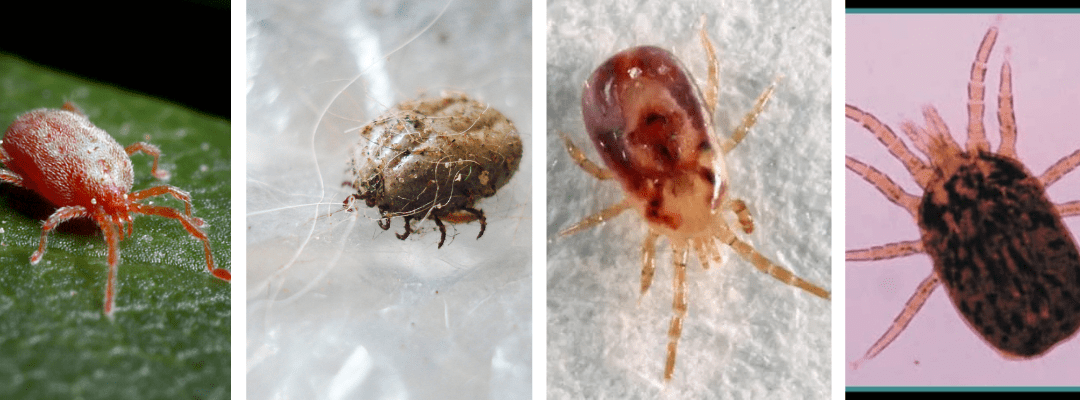 Close-up images of various mites.