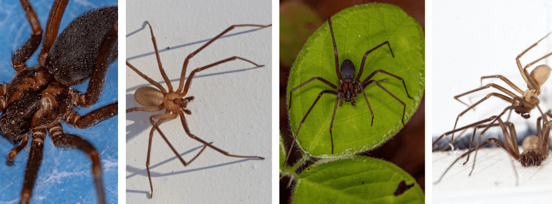 Brown Recluse Spider: Identification, Risks, and Prevention Tips