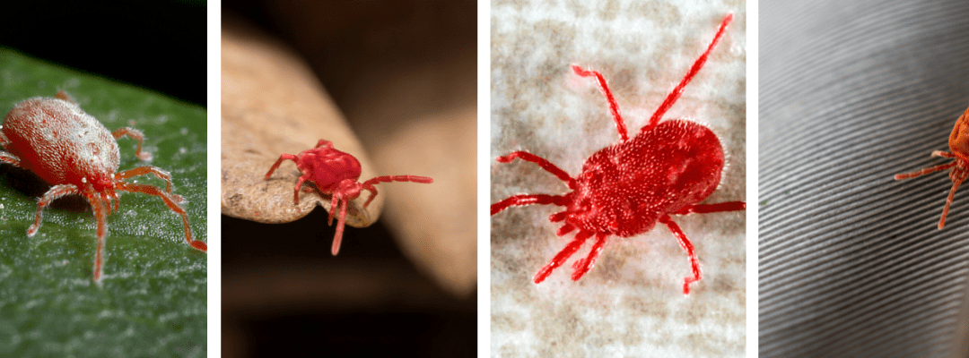 Red velvet mites on various surfaces.