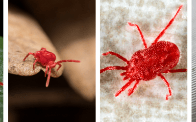 Clover Mite Infestation: Comprehensive Guide for St. Louis Homeowners