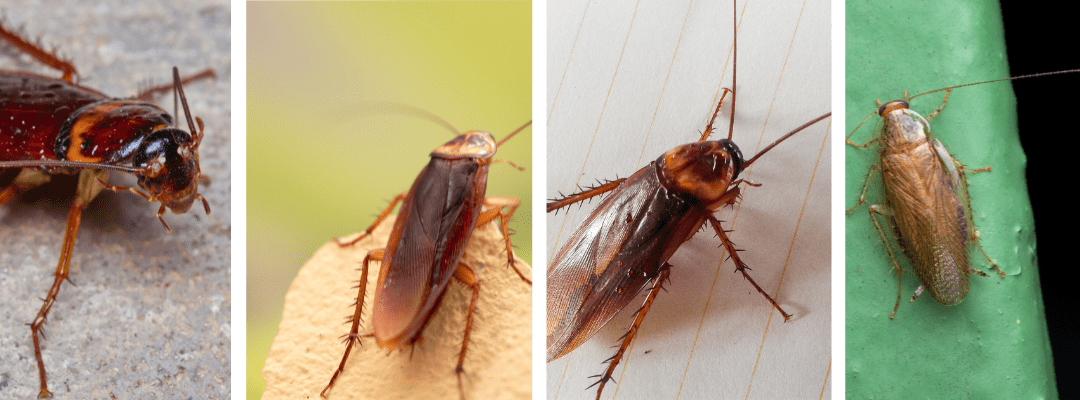 Close-up of four different types of cockroaches.