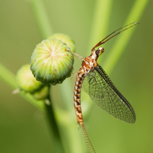 Mayflies 1 - STL Pest Control - PPID