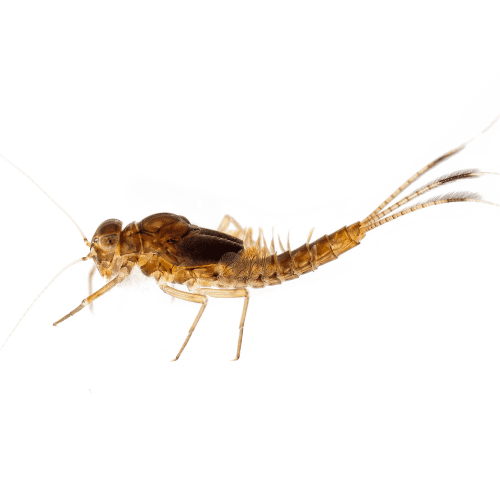Mayflies 2 - STL Pest Control - PPID