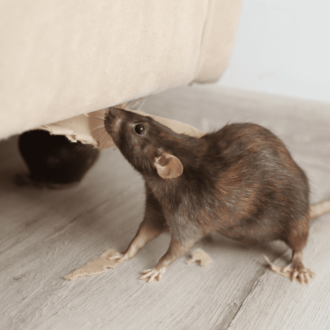Rat chewing on furniture upholstery.