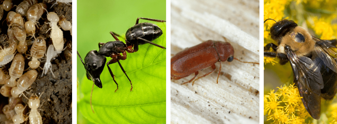 Close-up of various insects on different surfaces.