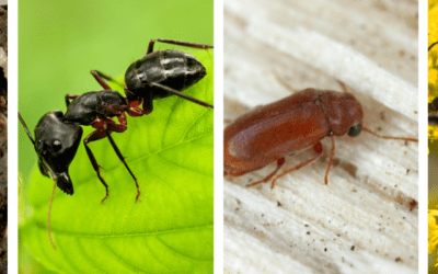 Water-Damaged Wood: A Pest Problem Waiting to Happen and How to Prevent It