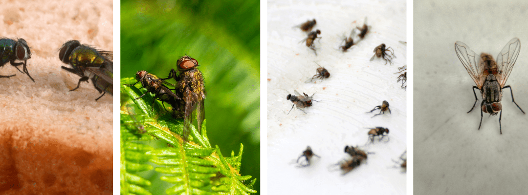 Understanding Cluster Flies: How to Keep Them Out of Your House
