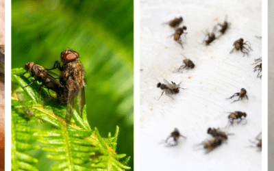 Understanding Cluster Flies: How to Keep Them Out of Your House