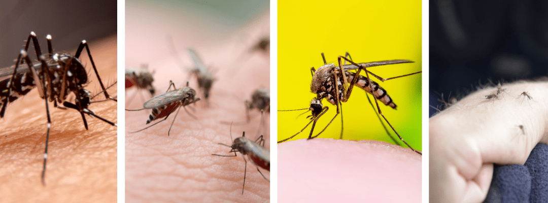 STL Pest Control’s Comprehensive Guide to Mosquito Control